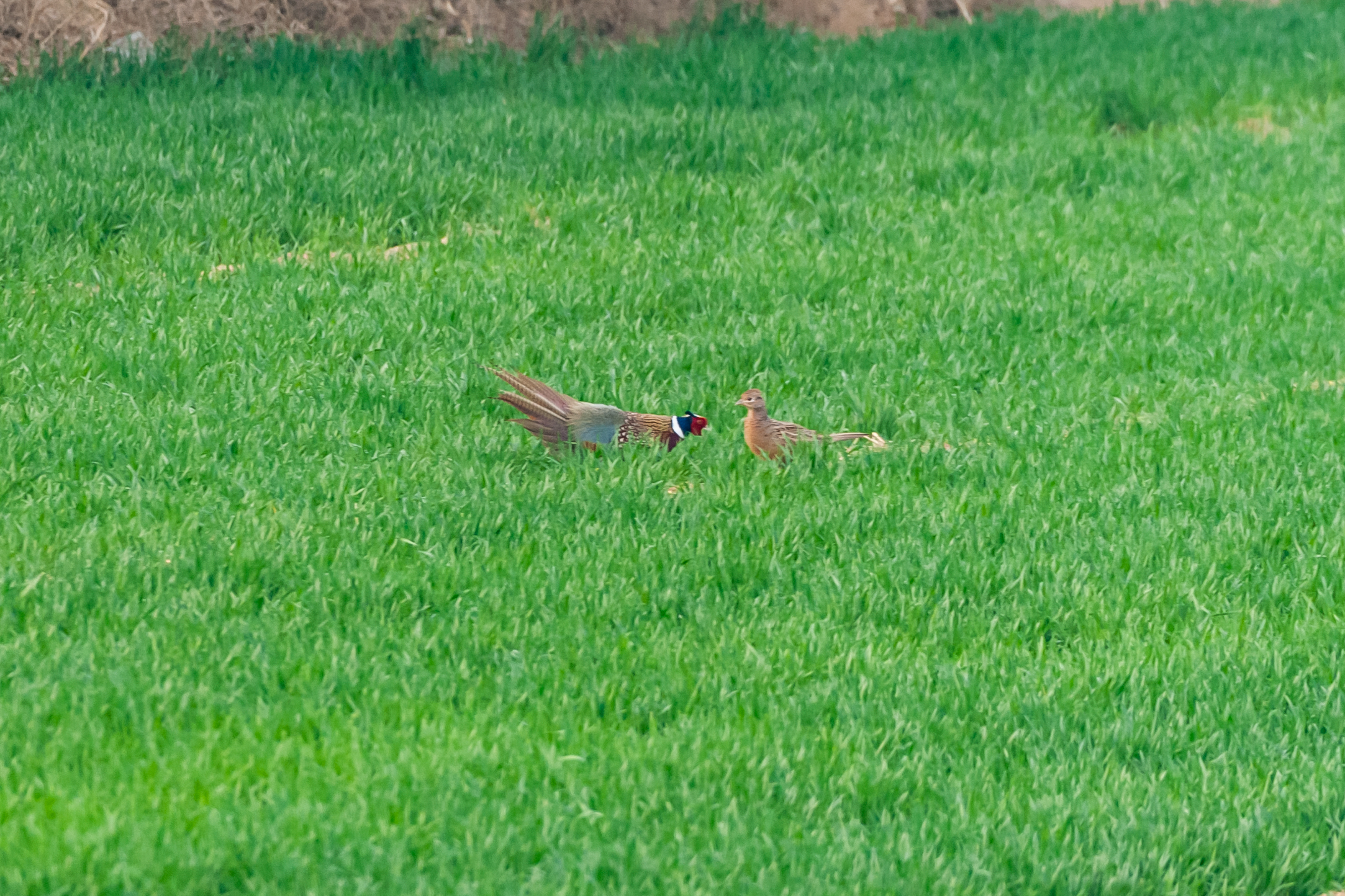 尼康200-500f5.6vr,尼康200-500mmf5.6评测