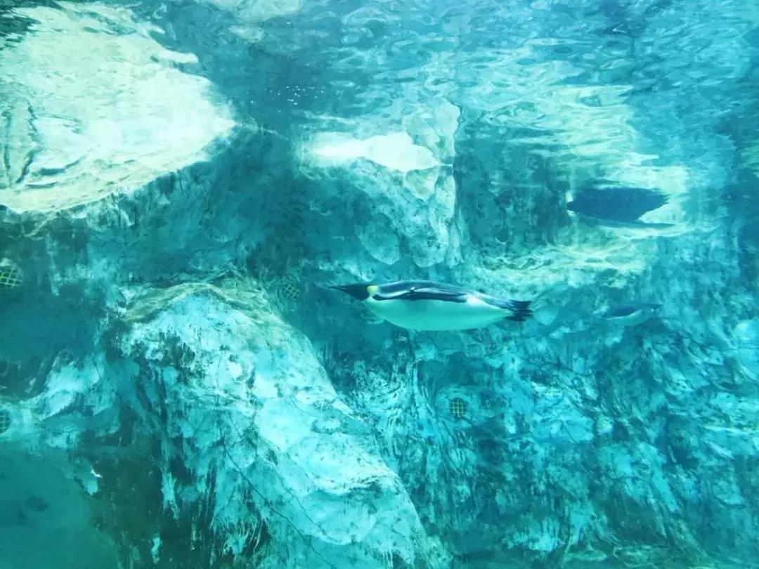 珠海长隆亲子游自由行攻略,珠海长隆亲子游攻略省钱