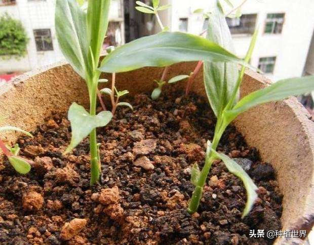 冬吃萝卜夏吃姜但你的姜吃对了吗,冬吃萝卜夏吃姜你真的适合吃姜吗