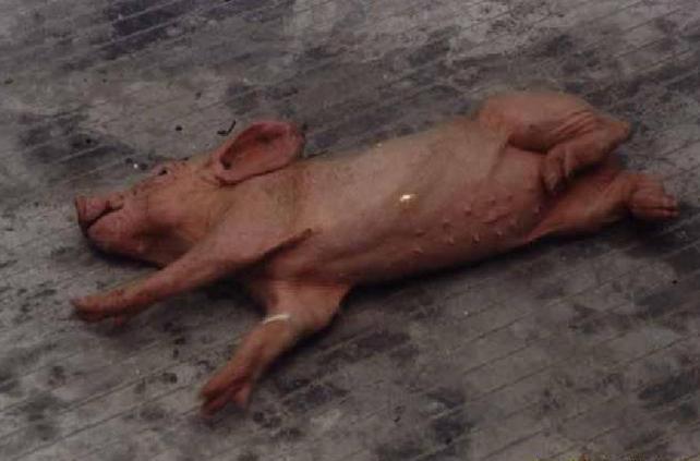 猪张嘴喘气叫声嘶哑怎么治疗,猪呼吸急促喘气是啥病