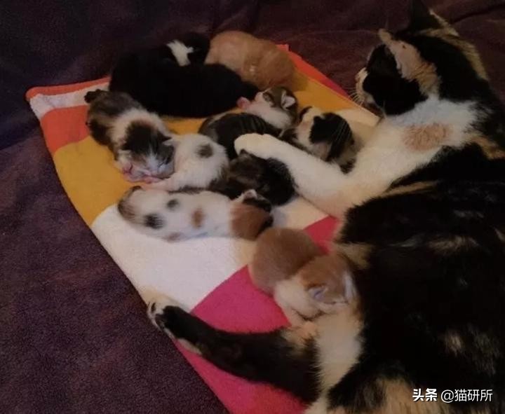 捡到的流浪小猫还能还给猫妈妈呢,从路边捡回来的小猫咪该怎么照顾