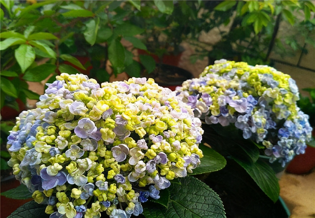 李子柒的院子都种的啥,李子柒推荐的三种花