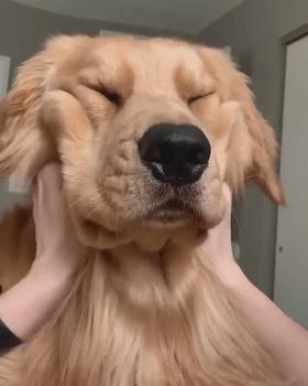 新手怎么解决狗狗乱拉乱尿的问题,怎么处理狗狗排泄问题