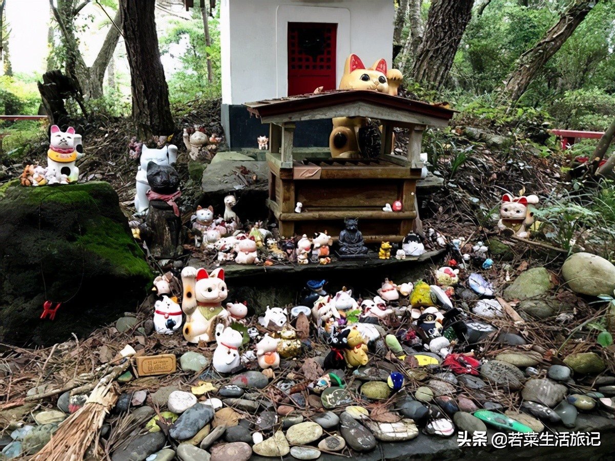 猫奴们都想去的圣地日本的猫岛,日本猫岛猫咪