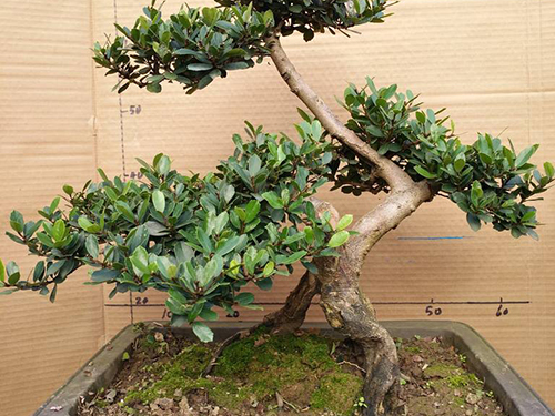 中华蚊母冬天养护,盆景中华蚊母怎么养护