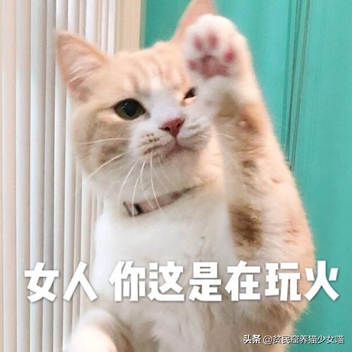 猫为什么会长那么长的胡须,为什么猫长胡须