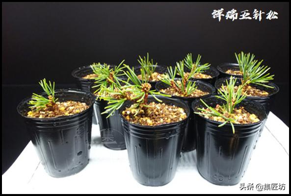 黑松盆景养殖方法和注意事项图片,黑松盆景怎么样让松针变黑