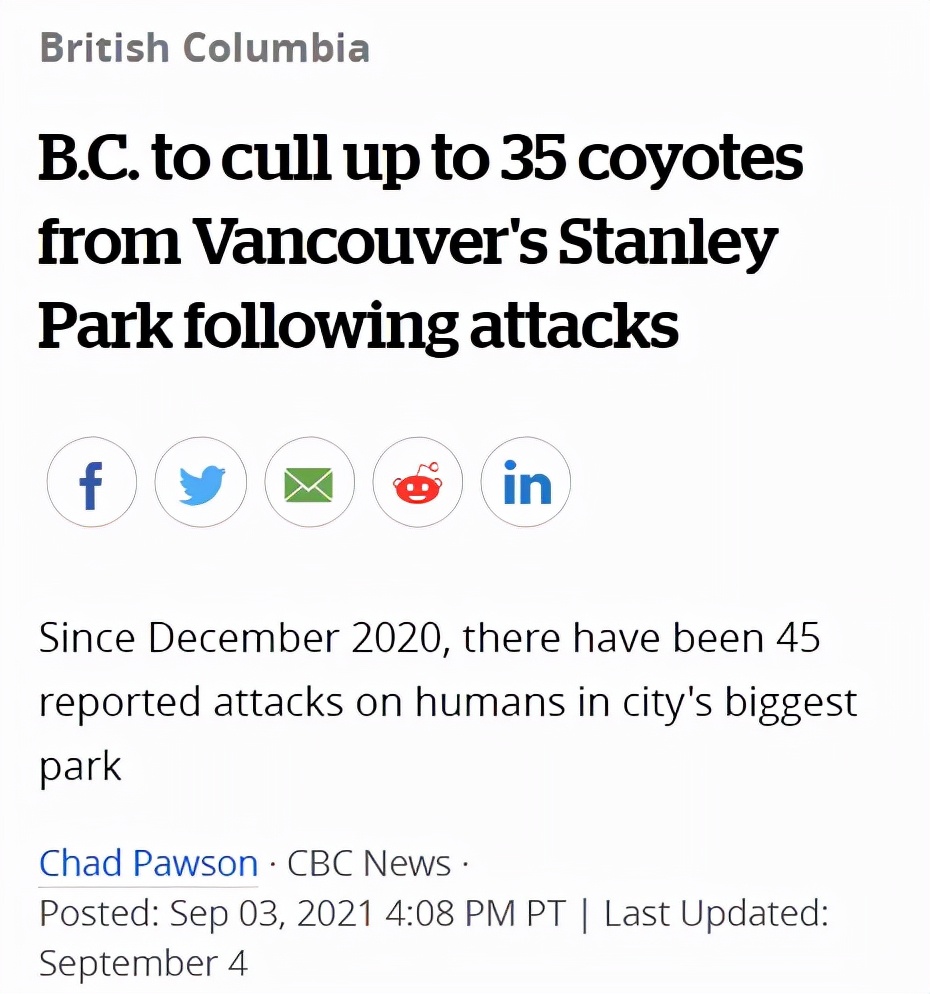 西温豪宅区惊现郊狼13岁孩子上学遭5狼跟踪家长吓傻