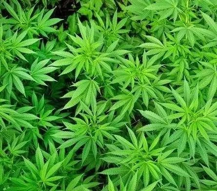 如何区分毒品原植物和普通植物,禁毒法所禁止种植的毒品原植物