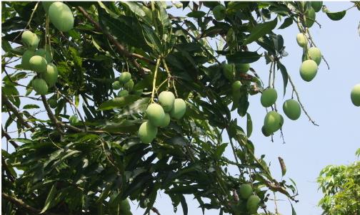 芒果吃饭攻略,芒果驾到