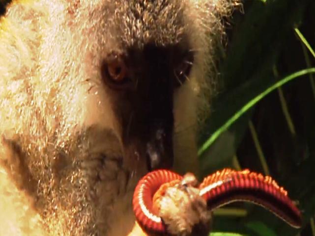 黑狐猴为什么吃马陆,狐猴为什么不怕马陆