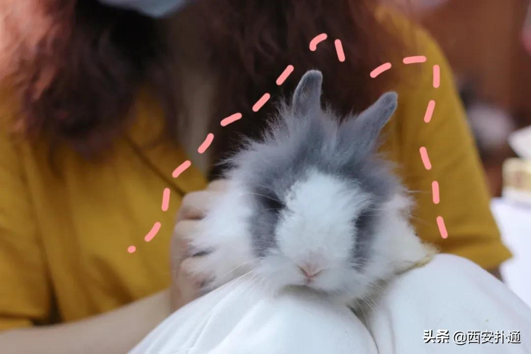 西安撸兔店,西安撸兔体验馆团购