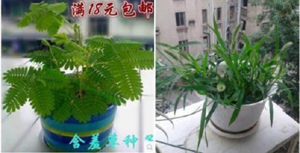 3.15了，来谈一谈大家买过的奇葩玩意