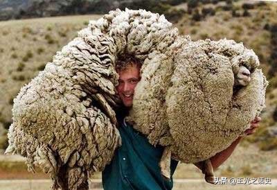 牛羊比人多十倍的新西兰，是如何成为世界前十的发达国家的？