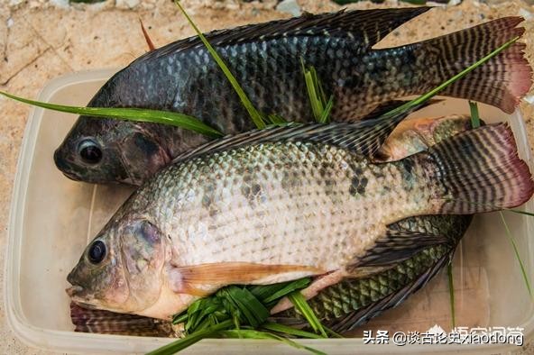 罗非鱼是哪来的，和鲫鱼有关系吗？