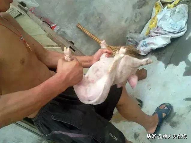 猪场仔猪阉猪技术,养猪场产房阉猪操作