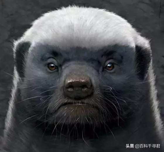 蜜獾不怕毒蛇吗,蜜獾无所畏惧