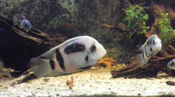 南美慈鲷,慈鲷有黑色的吗