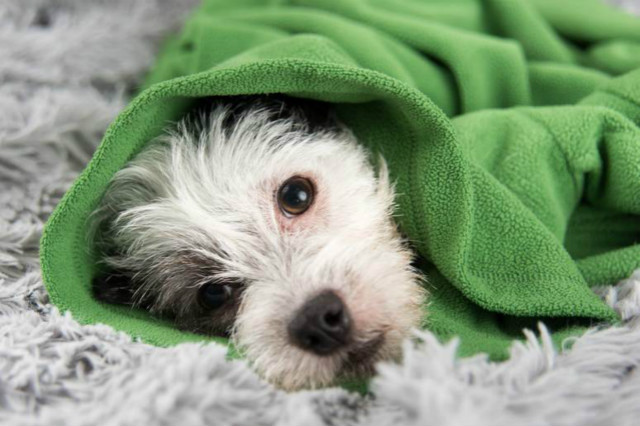 狗狗口吐鲜血,到医院检查才知道是这种病,医生说没救了,可主人