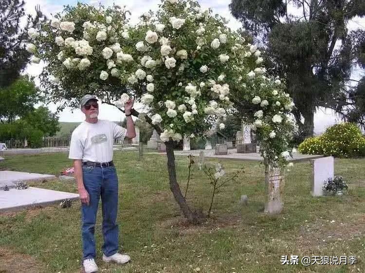 怦然心动的万人迷月季，原来从它而来（二）