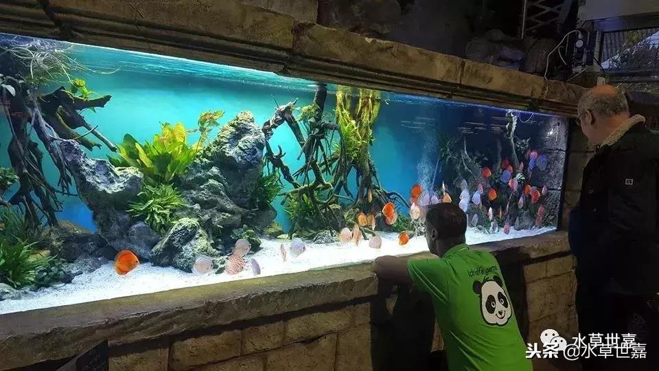 七彩神仙鱼水族箱布景,七彩神仙鱼苗繁殖技术