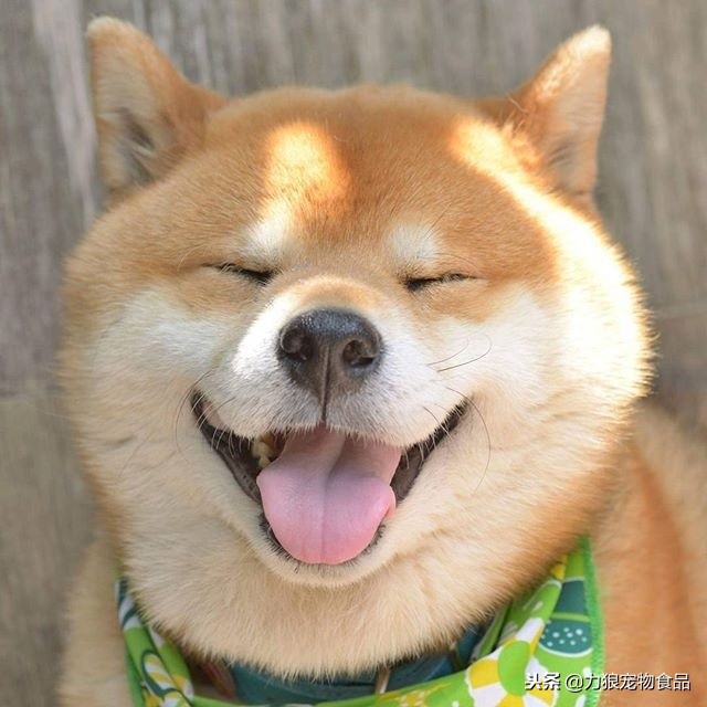 狗狗被蜱虫咬后为什么腿抖,狗狗出现了趴蹄怎么办