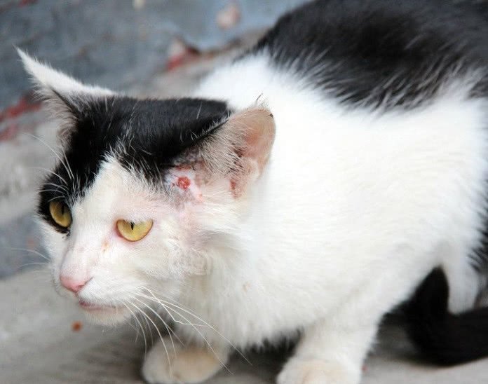 猫咪寄生虫感染人的途径,猫咪寄生虫感染用什么最好