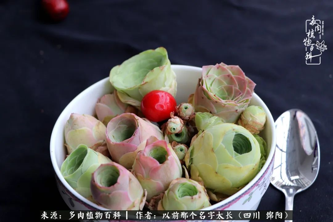 山地玫瑰夏天,夏季的山地玫瑰