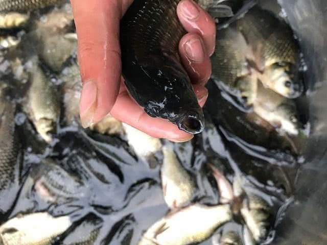 鱼身体有柴油味怎么去除,野生鱼有柴油味怎么处理