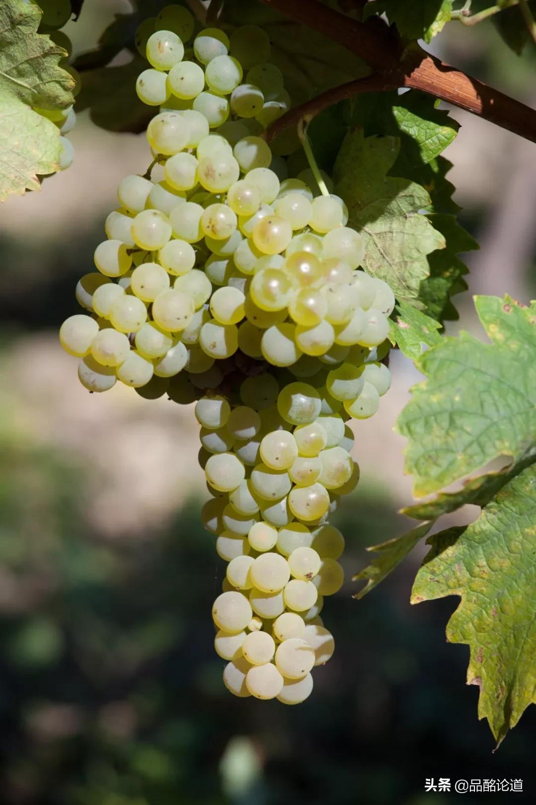 十大高端小众干邑白兰地,怎么评价一款红酒