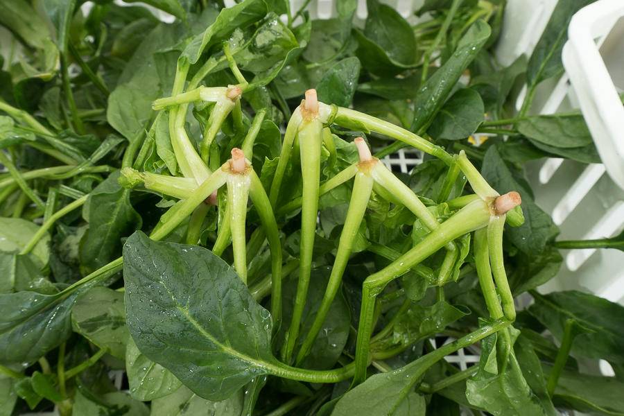 西门子16件套洗碗机和方太v6,水槽洗碗机怎么样好不好用