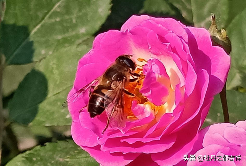 小小精灵采蜜忙,蜜蜂鲜花两相映!小手机拍出大意境