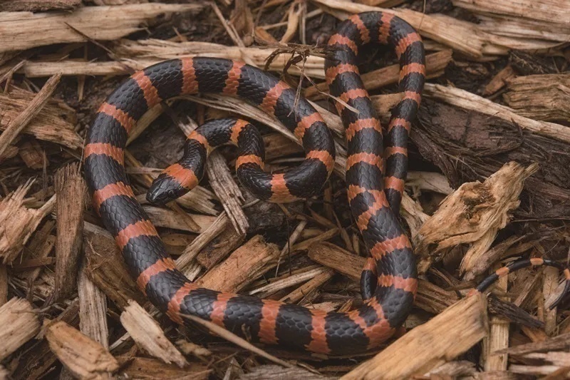 生平第一次见到的蛇,认识全世界的蛇