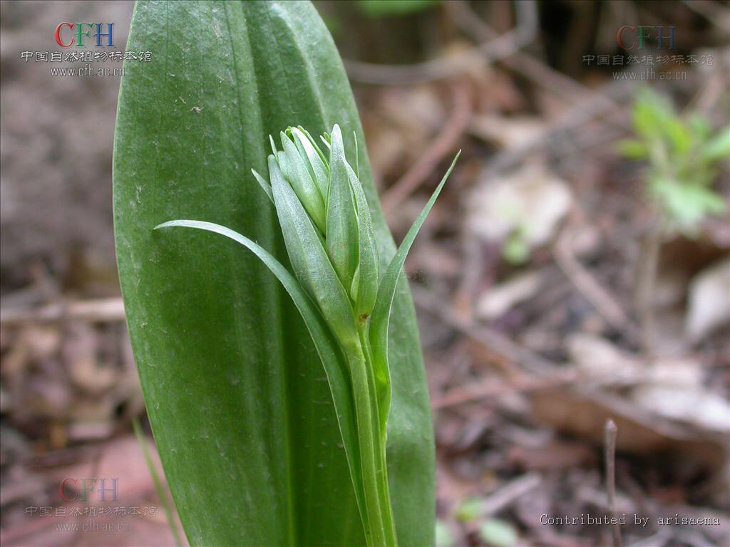 观音竹怎么养,中药材牛尾竹