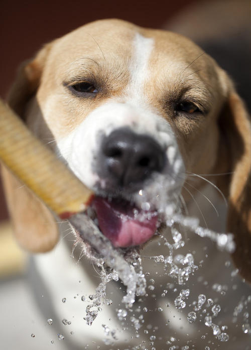 狗频繁喝水是什么症状,狗狗突然大量喝水预示着什么呢