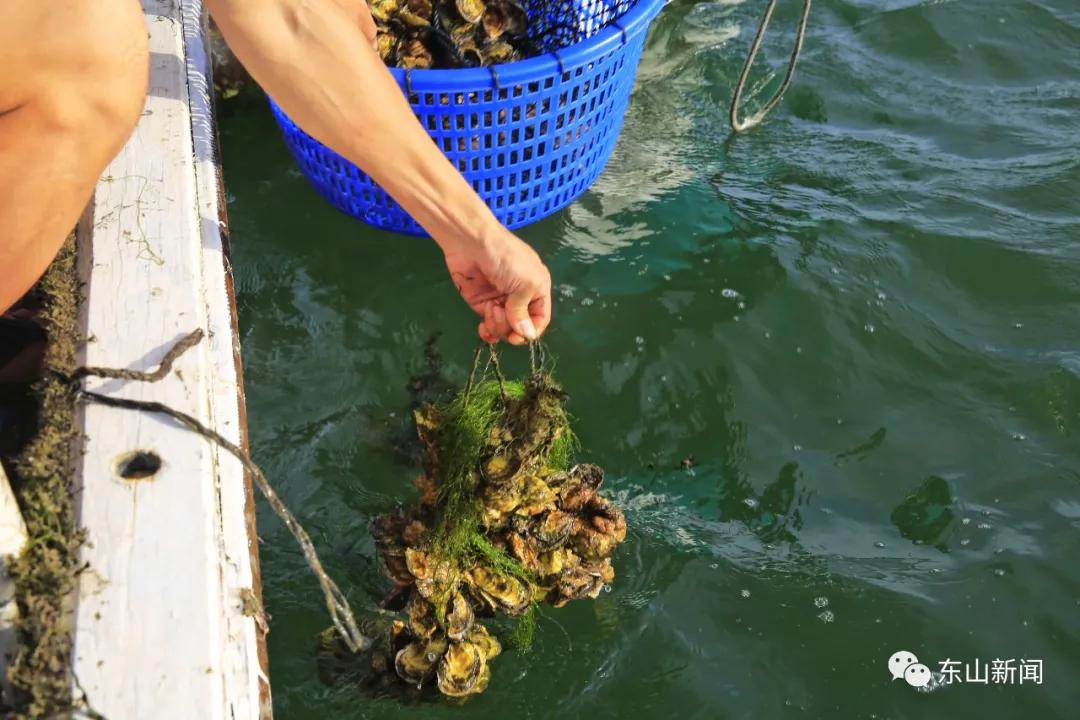 海上去哪玩,东山岛海边哪里有螃蟹抓