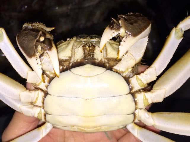 买螃蟹一般买几两的,买螃蟹的猫腻有哪些