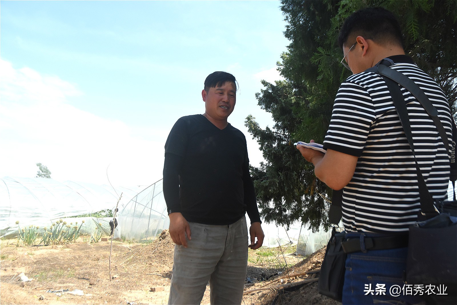 西瓜出售价格,西瓜特价1.5元一斤叫卖