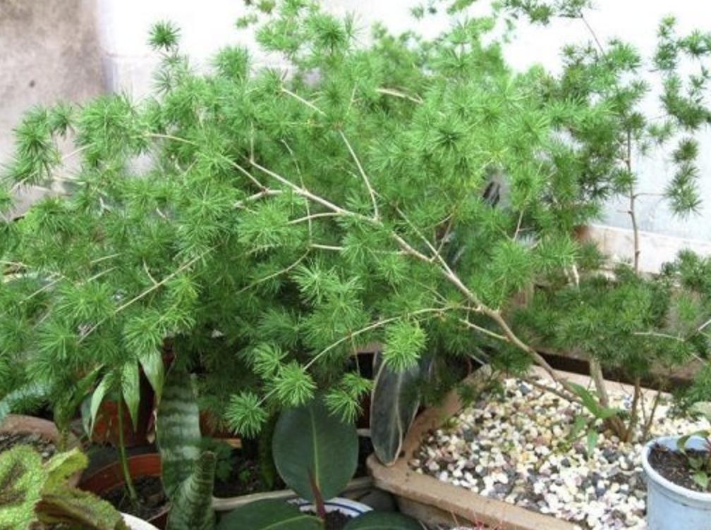 山上的1种“小树”，被称为“蓬莱松”，养花盆里变值钱，还好看