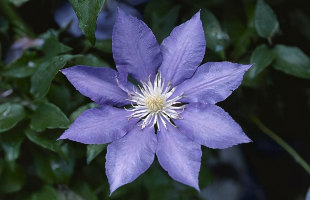 铁线莲养护方法及注意事项,铁线莲新叶子枯萎怎么回事