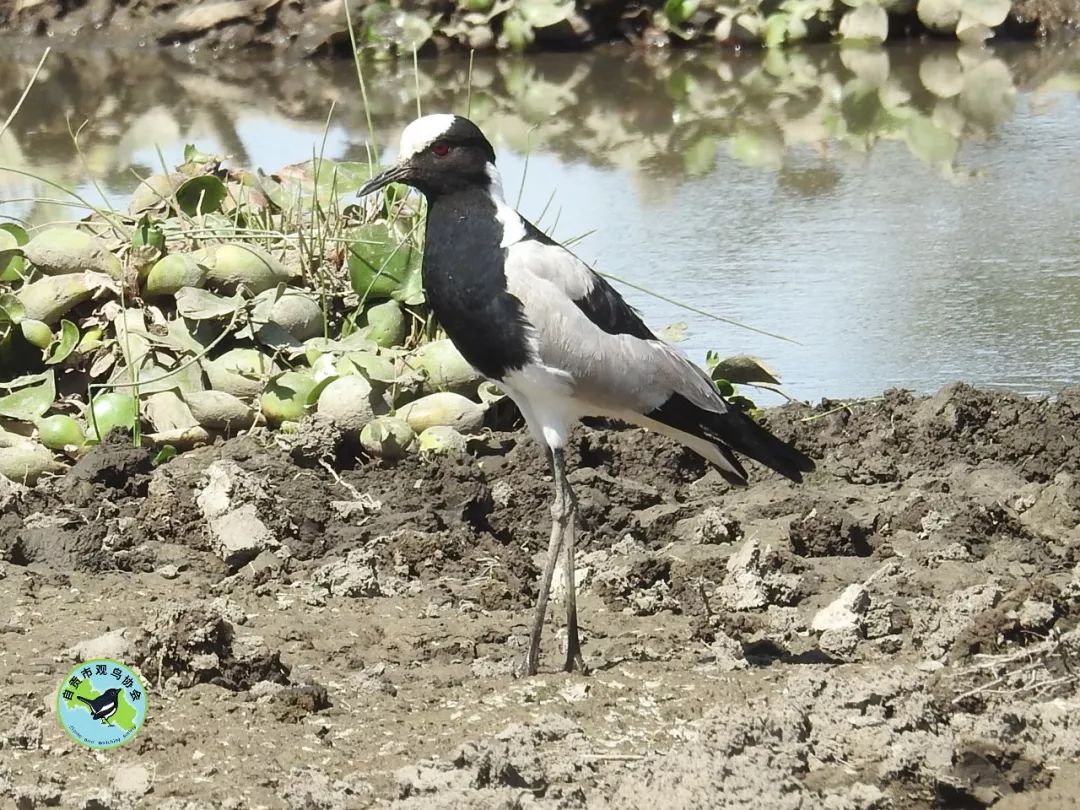 看了这篇，希望大家不再吃野鸟了