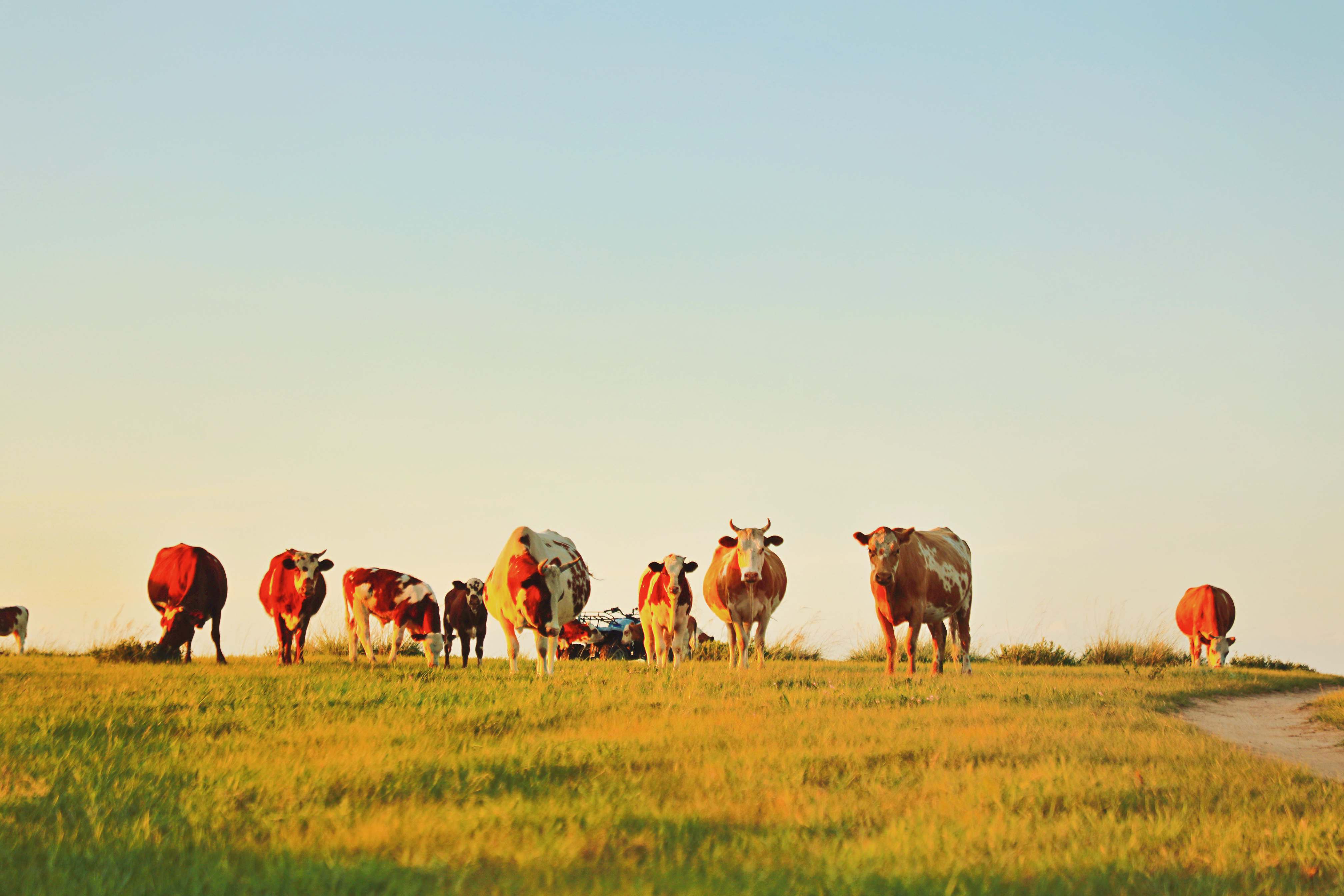 锡林郭勒大草原3天旅游攻略,锡林郭勒大草原五日游推荐