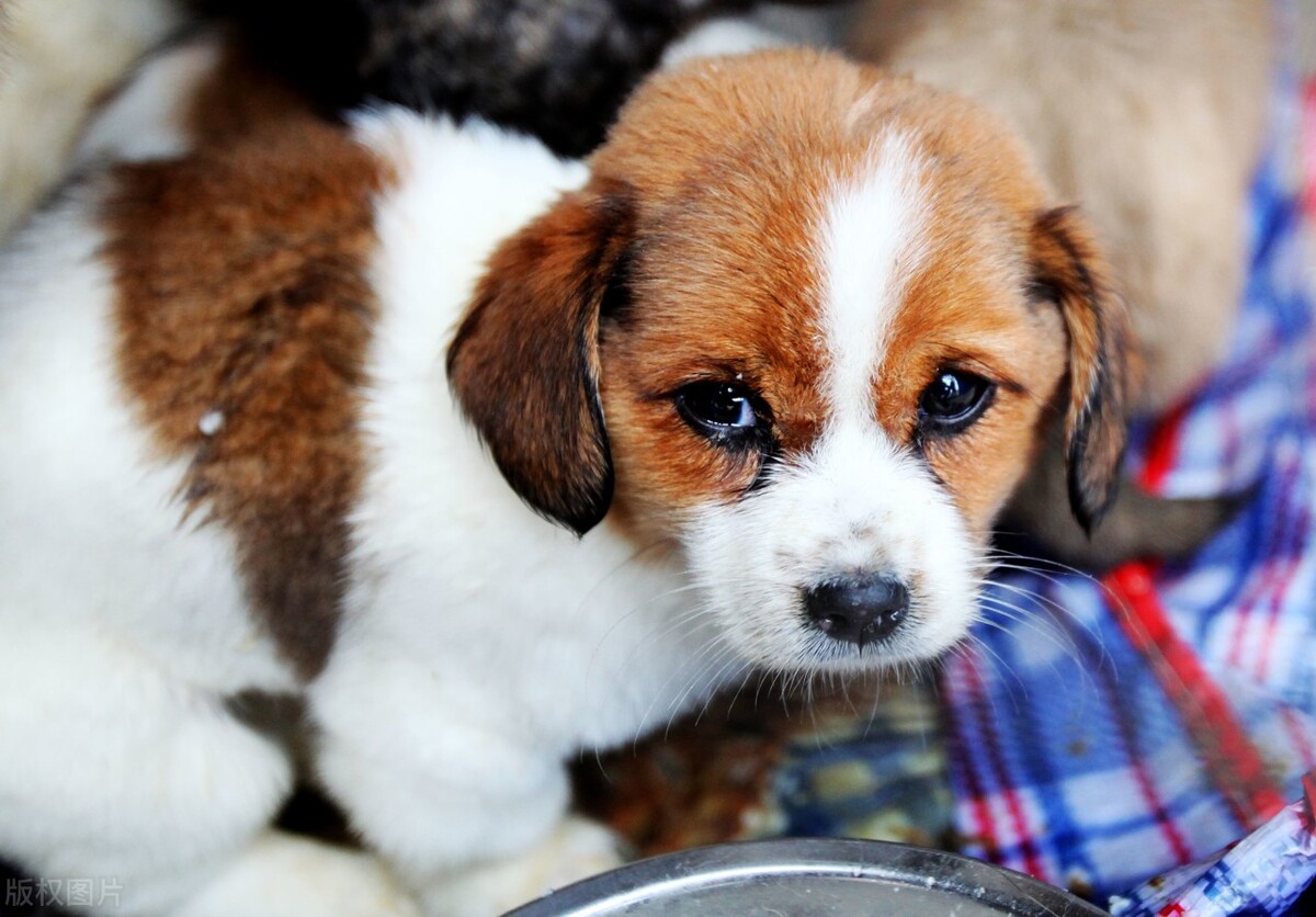 宠物常见眼病之——结膜炎，你了解多少？