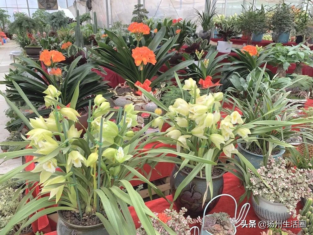 2元花盆批发,2元左右的花盆