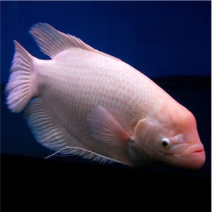 招财鱼和十间鱼哪个好养,十间鱼和招财鱼哪个好养