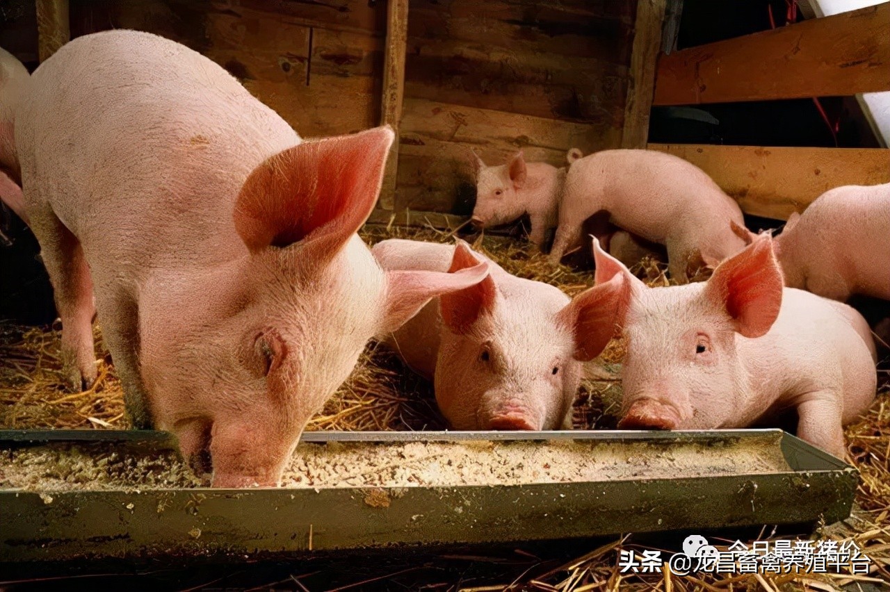 猪胸膜肺炎和大肠杆菌混合感染,猪传染性胸膜肺炎的综合防治措施