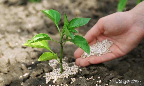 什么是水溶肥水溶肥主要有哪几种,离子态水溶肥的优势