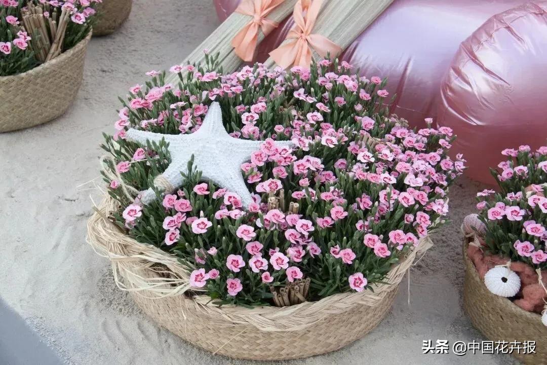 什么色系的花好看,6种颜色的花代表什么