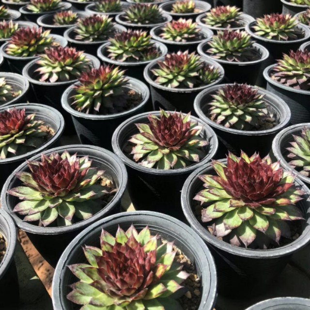 长生草观音莲怎么长侧芽,长生草多肉用什么土壤