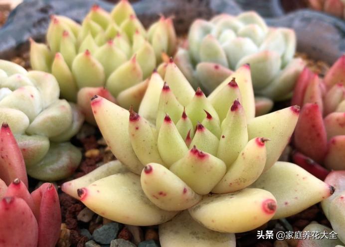 多肉花友着魔的5大特征，看看你都中了几个